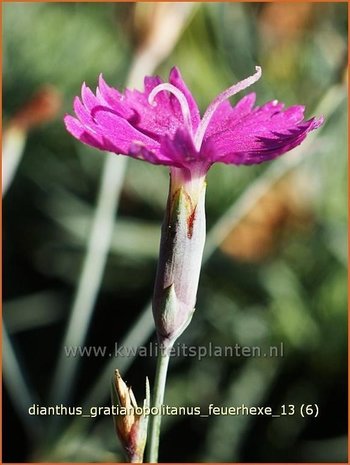 Dianthus gratianopolitanus 'Feuerhexe' | Rotsanjer, Anjer | Pfingstnelke