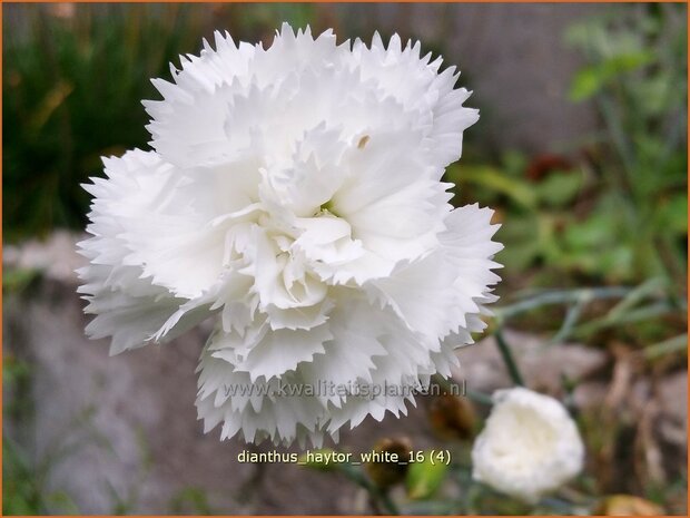 Dianthus 'Haytor White' | Grasanjer, Anjer | Federnelke