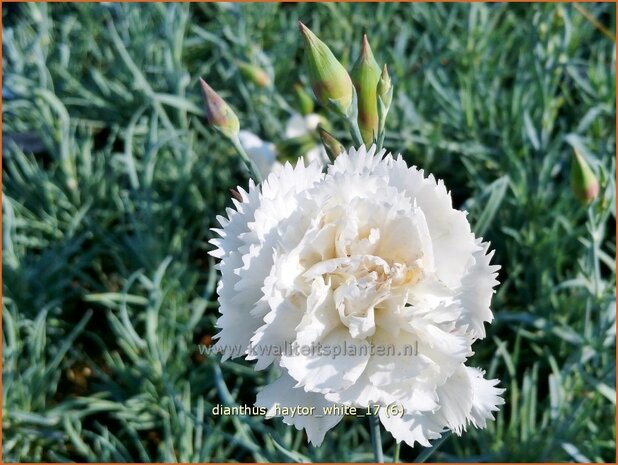 Dianthus 'Haytor White' | Grasanjer, Anjer | Federnelke