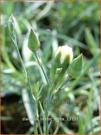 Dianthus 'Haytor White' | Grasanjer, Anjer | Federnelke