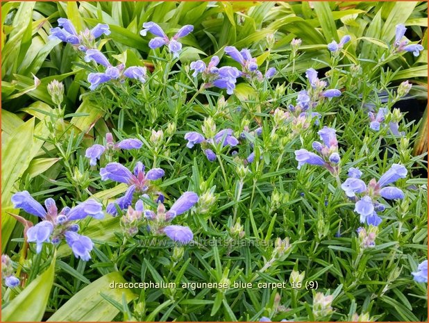 Dracocephalum argunense 'Blue Carpet' | Drakenkop | Kaukasischer Drachenkopf