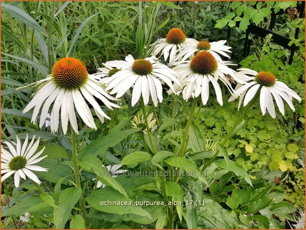 Echinacea purpurea 'Alba' | Rode Zonnehoed, Zonnehoed | Roter Sonnenhut