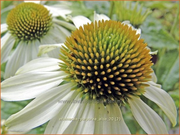 Echinacea purpurea 'Alba' | Rode Zonnehoed, Zonnehoed | Roter Sonnenhut