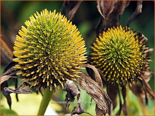 Echinacea purpurea 'Alba' | Rode Zonnehoed, Zonnehoed | Roter Sonnenhut