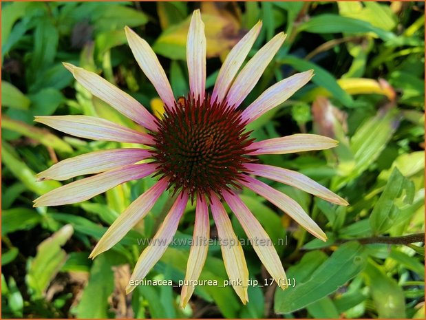 Echinacea purpurea 'Pink Tip' | Rode Zonnehoed, Zonnehoed | Roter Sonnenhut