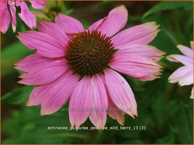 Echinacea purpurea 'Powwow Wild Berry' | Rode Zonnehoed, Zonnehoed | Roter Sonnenhut