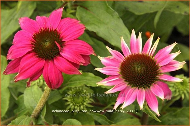 Echinacea purpurea 'Powwow Wild Berry' | Rode Zonnehoed, Zonnehoed | Roter Sonnenhut