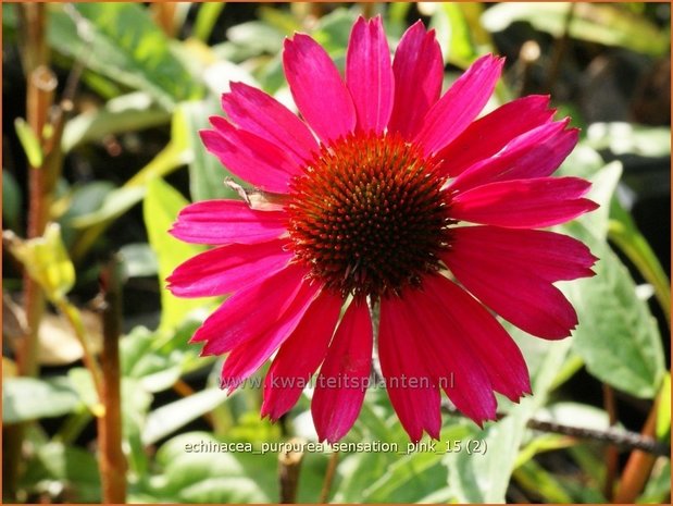 Echinacea purpurea 'Sensation Pink' | Rode Zonnehoed, Zonnehoed | Roter Sonnenhut