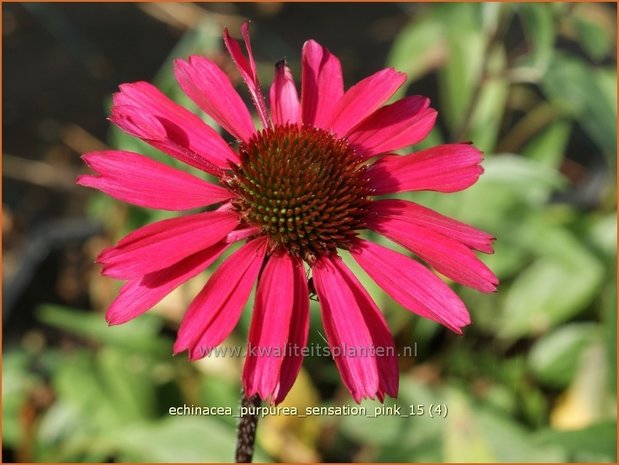 Echinacea purpurea 'Sensation Pink' | Rode Zonnehoed, Zonnehoed | Roter Sonnenhut