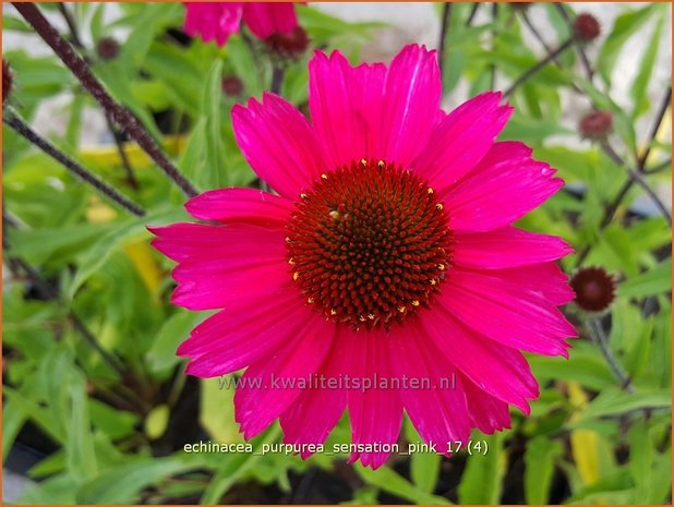 Echinacea purpurea 'Sensation Pink' | Rode Zonnehoed, Zonnehoed | Roter Sonnenhut