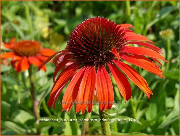 Echinacea purpurea 'Sombrero Adobe Orange' | Rode Zonnehoed, Zonnehoed | Roter Sonnenhut