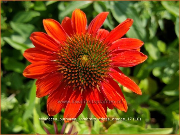 Echinacea purpurea 'Sombrero Adobe Orange' | Rode Zonnehoed, Zonnehoed | Roter Sonnenhut