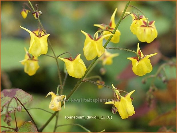 Epimedium davidii | Elfenbloem | Davidians Elfenblume