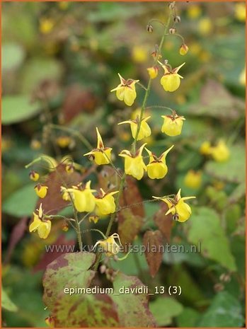 Epimedium davidii | Elfenbloem | Davidians Elfenblume