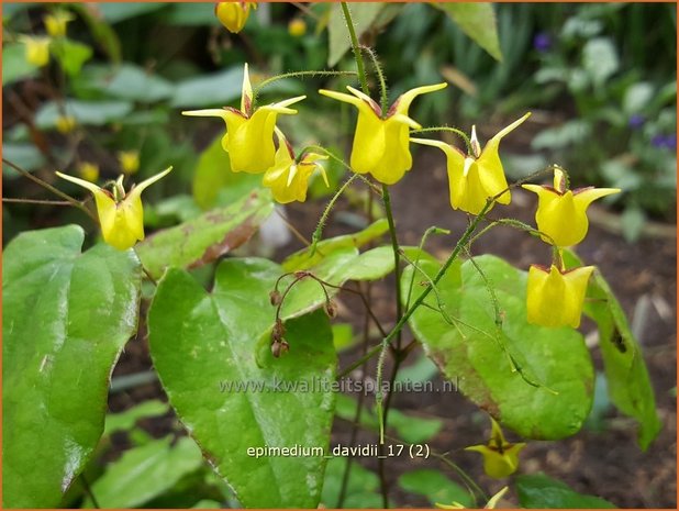 Epimedium davidii | Elfenbloem | Davidians Elfenblume