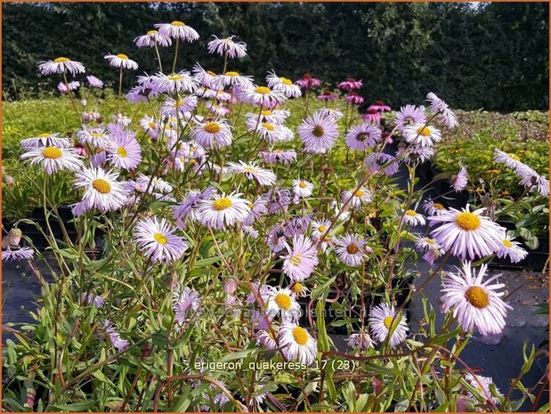 Erigeron 'Quakeress' | Fijnstraal | Feinstrahl