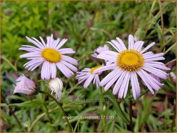 Erigeron 'Quakeress' | Fijnstraal | Feinstrahl