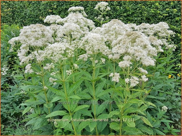 Eupatorium fistulosum 'Bartered Bride' | Koninginnekruid, Leverkruid | Röhriger Wasserdost