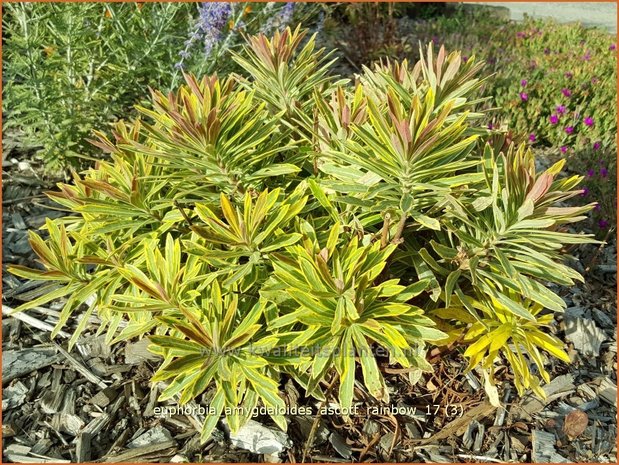 Euphorbia amygdaloides 'Ascott Rainbow' | Amandelwolfsmelk, Wolfsmelk | Mandelblättrige Wolfsmilch