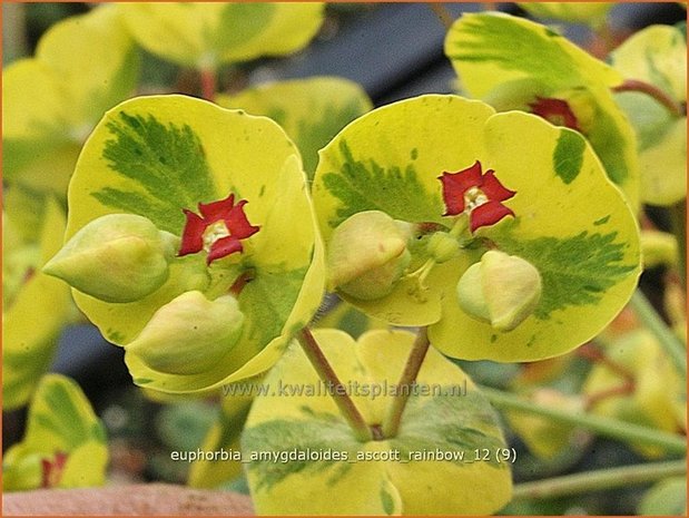 Euphorbia amygdaloides 'Ascott Rainbow' | Amandelwolfsmelk, Wolfsmelk | Mandelblättrige Wolfsmilch