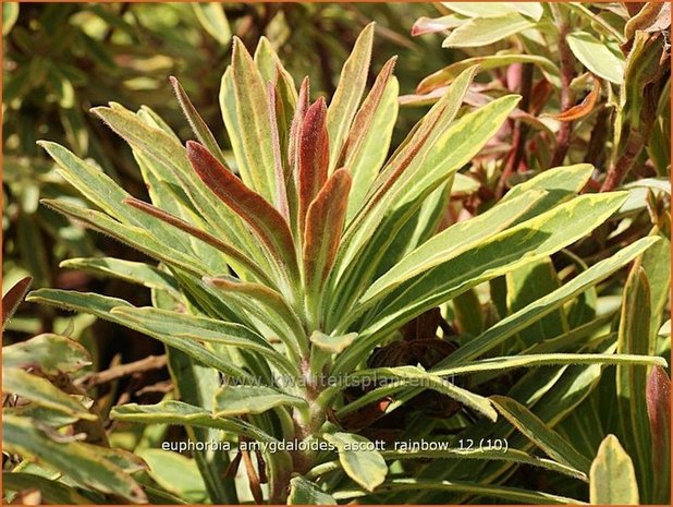 Euphorbia amygdaloides 'Ascott Rainbow' | Amandelwolfsmelk, Wolfsmelk | Mandelblättrige Wolfsmilch