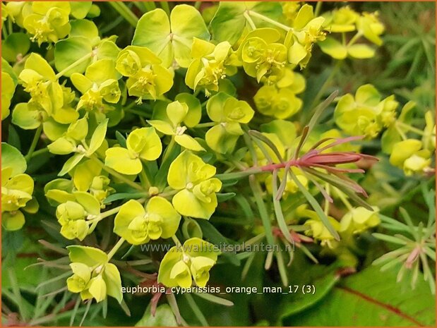 Euphorbia cyparissias 'Orange Man' | Cipreswolfsmelk, Wolfsmelk | Zypressen-Wolfsmilch