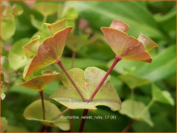 Euphorbia 'Velvet Ruby' | Wolfsmelk | Wolfsmilch