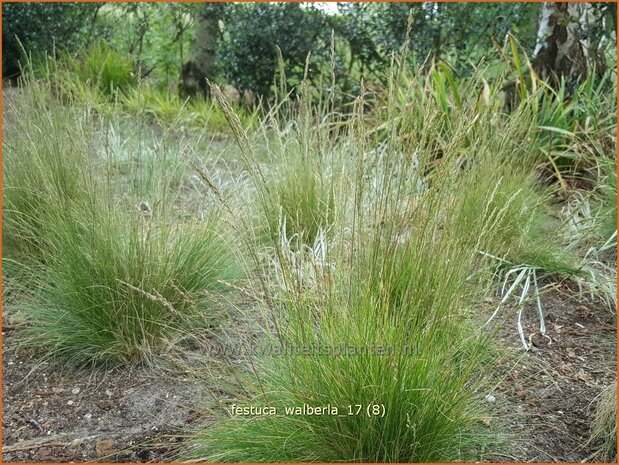 Festuca 'Walberla' | Schapengras, Zwenkgras | Schwingel