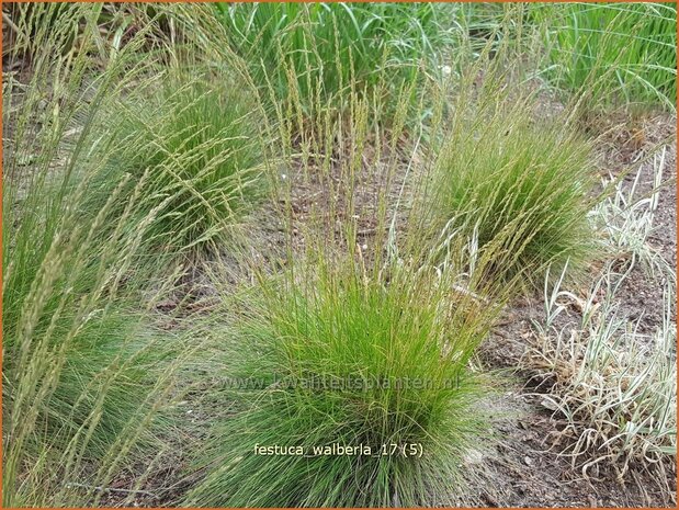 Festuca 'Walberla' | Schapengras, Zwenkgras | Schwingel