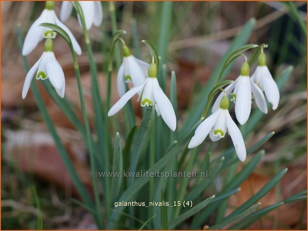 Galanthus nivalis | Gewoon sneeuwklokje, Sneeuwklokje | Kleines Schneeglöckchen