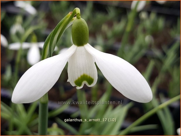 Galanthus 'S. Arnott' | Sneeuwklokje | Schneeglöckchen