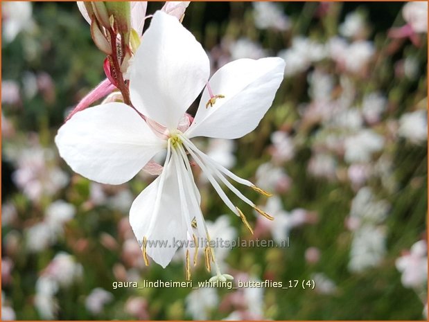 Gaura lindheimeri 'Whirling Butterflies' | Prachtkaars, Vlinderkruid | Prachtkerze