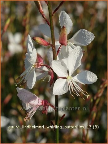 Gaura lindheimeri 'Whirling Butterflies' | Prachtkaars, Vlinderkruid | Prachtkerze