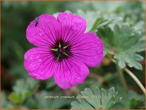 Geranium cinereum 'Giuseppii' | Ooievaarsbek, Tuingeranium | Aschgrauer Storchschnabel