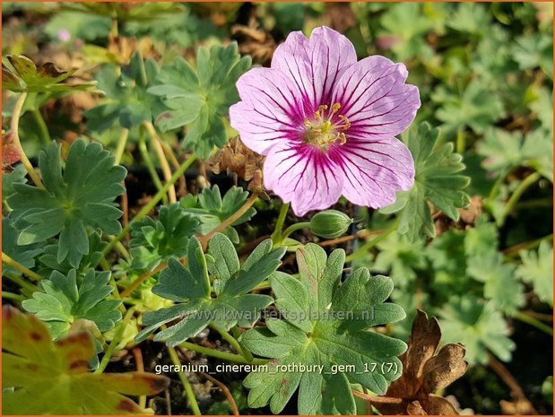 Geranium cinereum 'Rothbury Gem' | Ooievaarsbek, Tuingeranium | Aschgrauer Storchschnabel