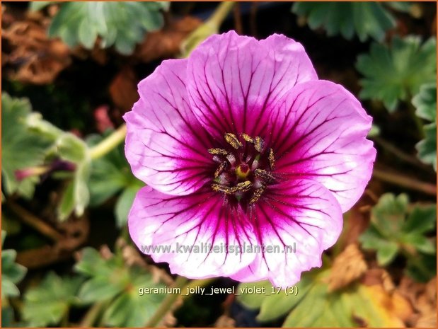 Geranium 'Jolly Jewel Violet' | Ooievaarsbek, Tuingeranium | Storchschnabel