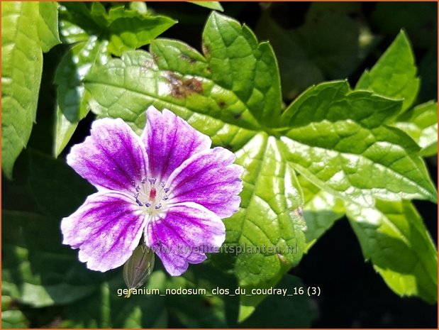 Geranium nodosum 'Clos du Coudray' | Knopige ooievaarsbek, Ooievaarsbek, Tuingeranium | Bergwald-Storchschnabel