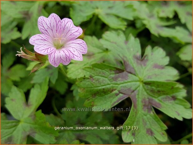 Geranium oxonianum 'Walter's Gift' | Ooievaarsbek, Tuingeranium | Oxford-Storchschnabel