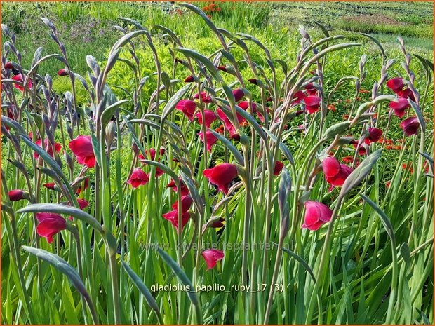 Gladiolus papilio 'Ruby' | Vlindergladiool | Schmetterlings-Gladiole