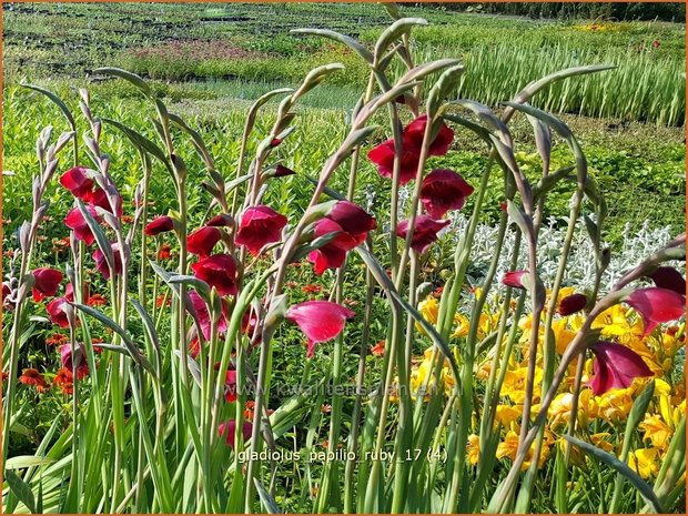 Gladiolus papilio 'Ruby' | Vlindergladiool | Schmetterlings-Gladiole