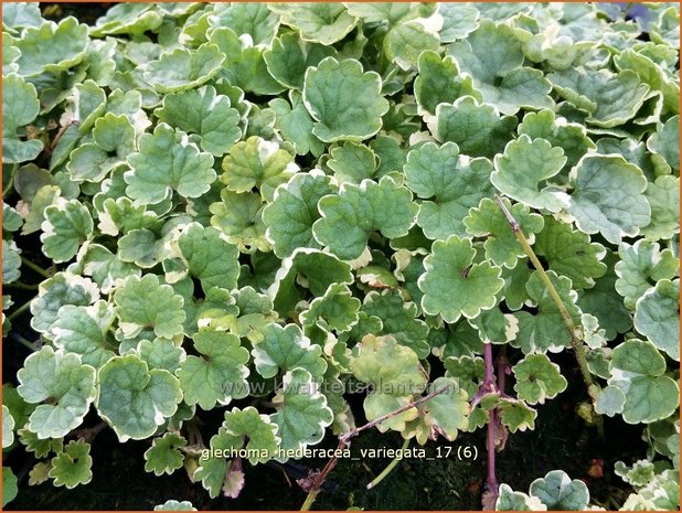 Glechoma hederacea 'Variegata' | Hondsdraf, Kruip-door-de-tuin | Gewöhnlicher Gundermann