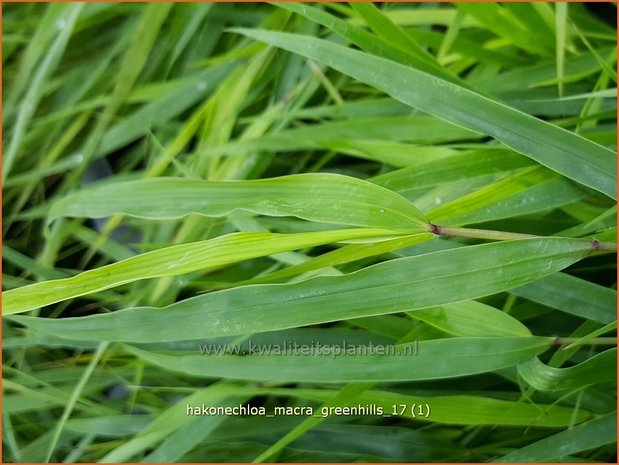 Hakonechloa macra 'Greenhills' | Japans bosgras, Japans siergras | Berggras