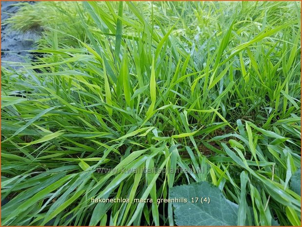 Hakonechloa macra 'Greenhills' | Japans bosgras, Japans siergras | Berggras