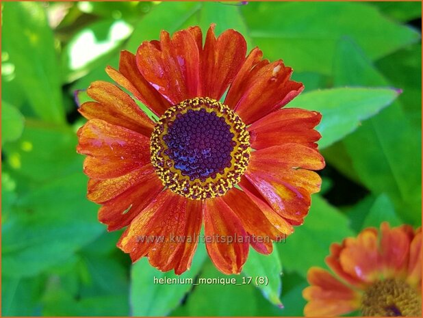 Helenium 'Monique' | Zonnekruid | Sonnenbraut