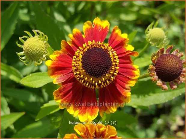 Helenium 'Rotgold' | Zonnekruid | Sonnenbraut