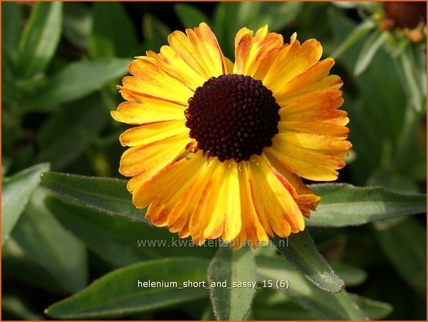 Helenium 'Short and Sassy' | Zonnekruid | Sonnenbraut