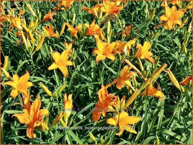 Hemerocallis 'Burning Daylight' | Daglelie | Taglilie