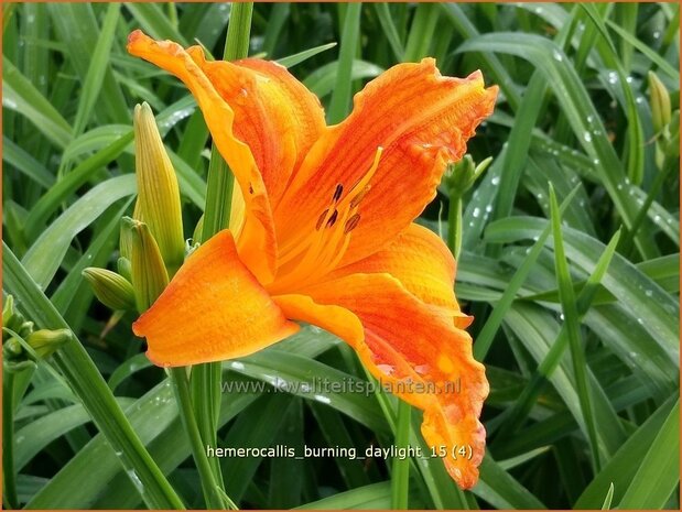 Hemerocallis 'Burning Daylight' | Daglelie | Taglilie