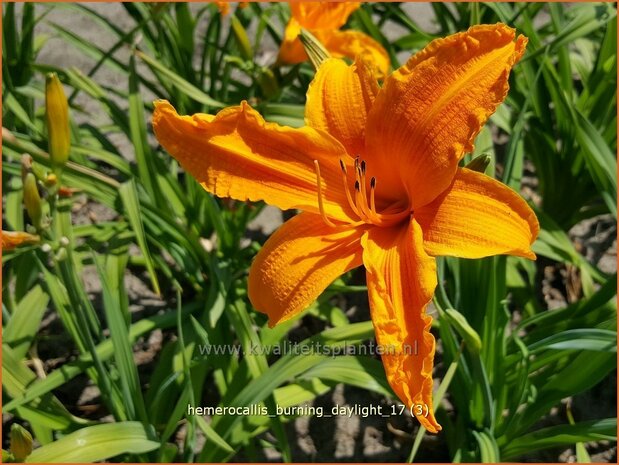 Hemerocallis 'Burning Daylight' | Daglelie | Taglilie