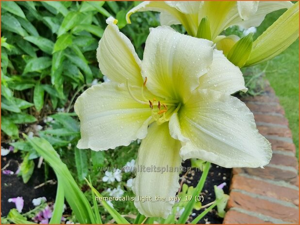 Hemerocallis 'Light The Way' | Daglelie | Taglilie